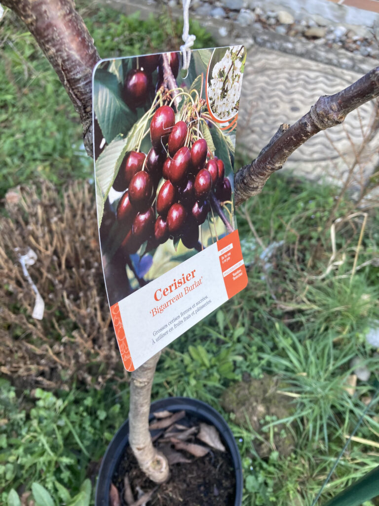 Cerisier burla